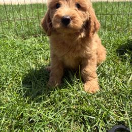 Rio - 7360 - Apricot male Goldendoodle puppy in Wever, Iowa from JK Royal Lines