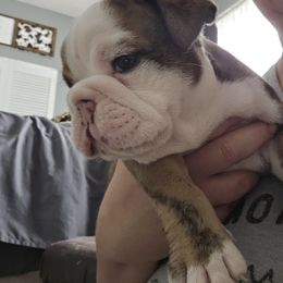 Bulldog Puppies from Magill's Bulldogs