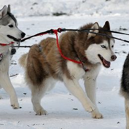 Siberian Husky All Grown Up from AVADAR Siberians