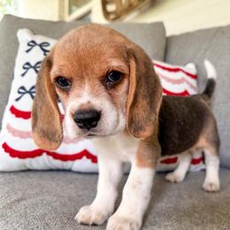 Baby boy 3 - Black white and tan male Beagle puppy in Monticello, Georgia from Beaglelove