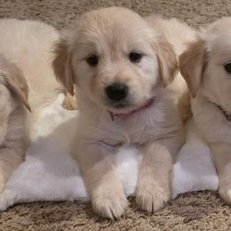 Baby girl dark pink - Light golden female Golden Retriever puppy in Clarksville, Tennessee from 255 Goldens
