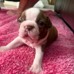 Cocoa - Red female Boston Terrier puppy in Richburg, South Carolina from Hidden Valley Bostons