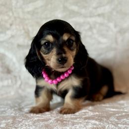 Isabelle - Black and cream female Dachshund puppy in Lincoln, Arkansas from Red Dirt Dachshunds