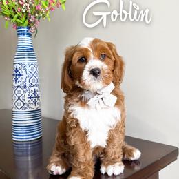 Goblin - Red male Cavapoo puppy in South Jordan, Utah from Wonderful World Doodles