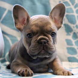 French Bulldog Puppies from 609 Frenchies