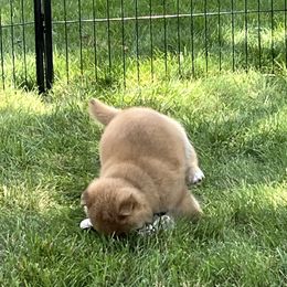 Shiba Inu Puppies from Kaste Kennel