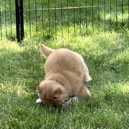 Shiba Inu Puppies from Kaste Kennel