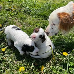 English Setter Puppies from English Setter Farms