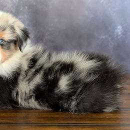 Tessa - Blue merle female Australian Shepherd puppy in Fultonville, New York from Sandy Aussies, Mini Dachshunds & Pomeranians