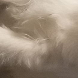 Aurora  - Russell Terrier