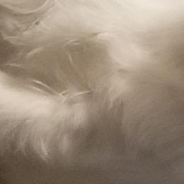Aurora  - Russell Terrier