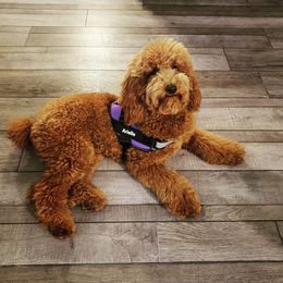 Goldendoodle and Poodle Puppies from Duffey’s IncrediDoodles