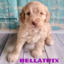 Bellatrix - Cream female Cockapoo puppy in Reidsville, North Carolina from Something to Bark About Dog Training