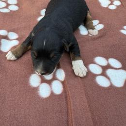 Elsa - Black tri female Miniature Australian Shepherd puppy in Stuart, Iowa from Arbor Hill Aussies