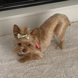 Penny - Yorkshire Terrier