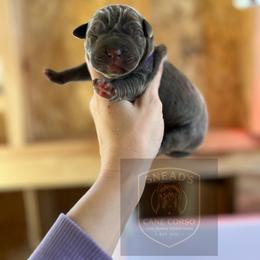 Queenie - Gray brindle female Cane Corso puppy in Altoona, Alabama from Snead’s Cane Corso Kennel