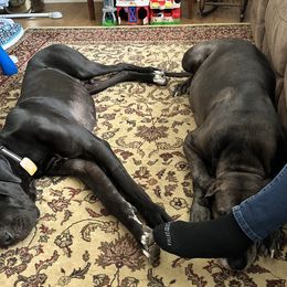 Great Danes from Blue Dane Ridge
