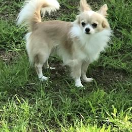 Teddy - Chihuahua