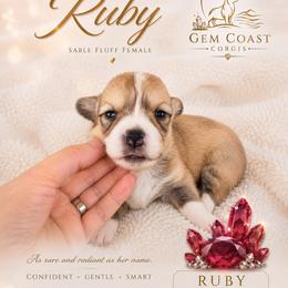 Ruby - Sable and white female American Corgi puppy in Mariposa, California from Gem Coast Corgis