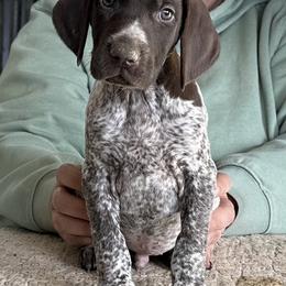 Yellow Boy - Liver roan male German Shorthaired Pointer puppy in Dearborn, Missouri from Hardwood Kennels