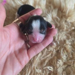 Pragma - Tri-color female Cavalier King Charles Spaniel puppy in Springfield, Missouri from Caney Mountain Cavaliers LLC