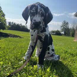 Great Dane Puppies from R&R Breeding and Pet Care