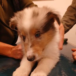 Shield reserved for SW - Blue merle white and tan male Collie puppy in St Stephens, Wyoming from Desert Kennels
