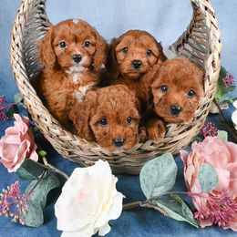 Cavapoo Puppies from Divinity Grace Cavapoos