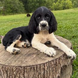 Black and white girl - Black and white female English Springer Spaniel puppy in Defuniak Springs, Florida from Anastasia Knight's Cocker Spaniels