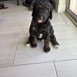 Venom - Black male Poodle puppy in Plant City, Florida from Empire Poodles
