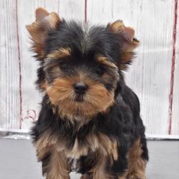 Izzy - Blue and gold female Yorkshire Terrier puppy in Monticello, Iowa from Ashley’s Puppies