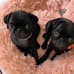 Pug Puppies from Camp Pug