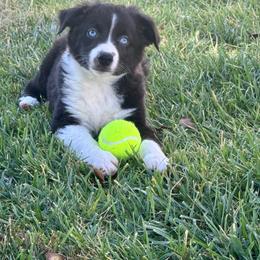 Pirate - Black & white male Miniature Australian Shepherd puppy in California from Eagle River Aussies