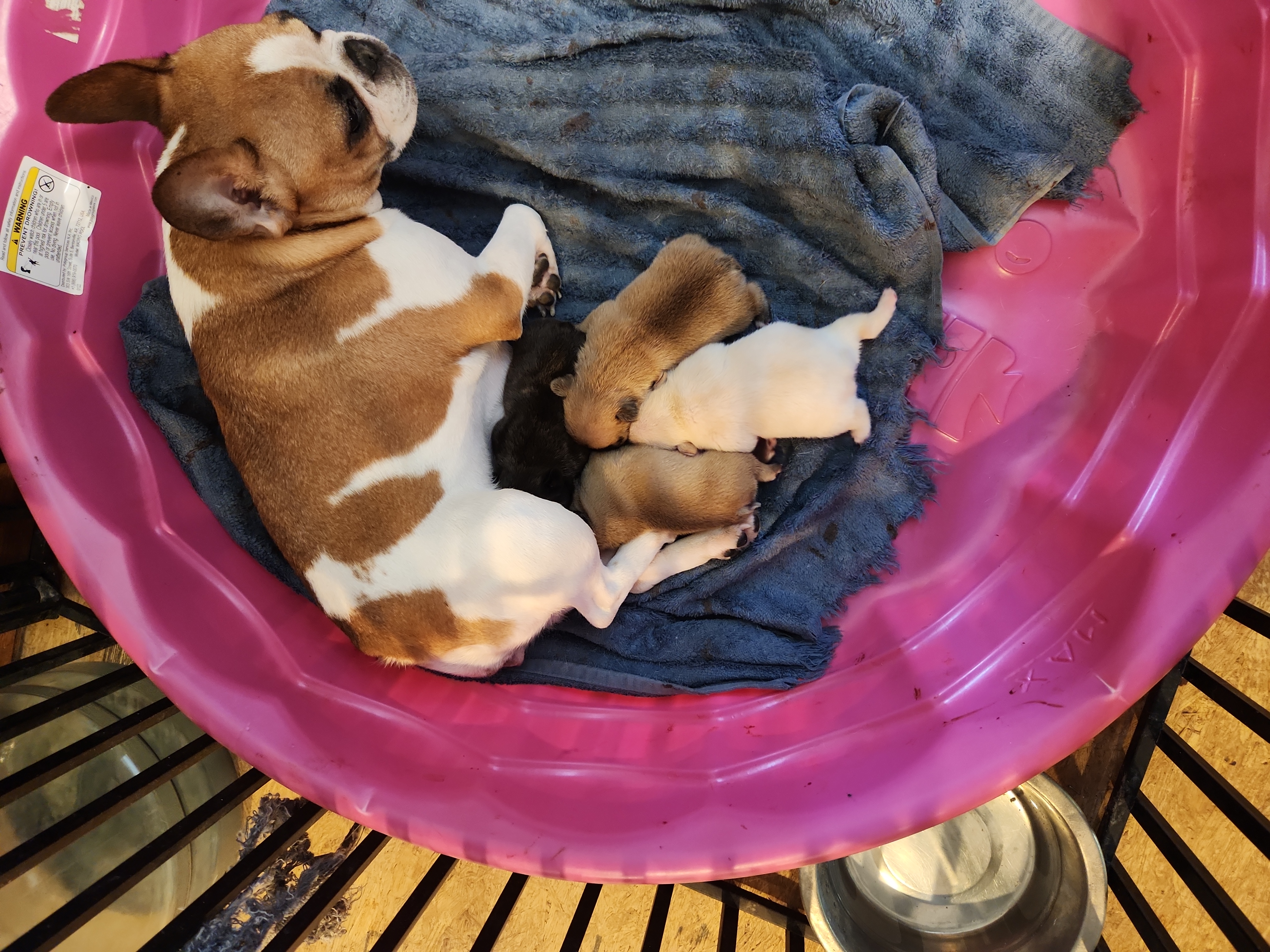 JuJu Bean - French Bulldog