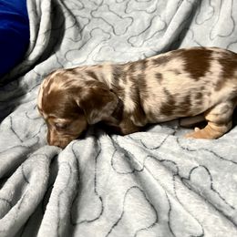 Dachshund Puppies from GypsyDox