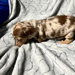 Dachshund Puppies from GypsyDox