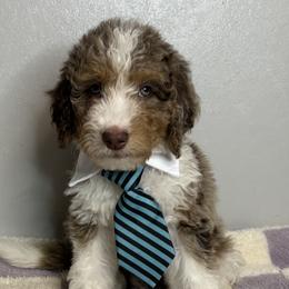 Bernedoodle, Goldendoodle, and Poodle Puppies from Poodle and Doodle Haven