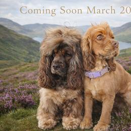 Rowan - Cocker Spaniel