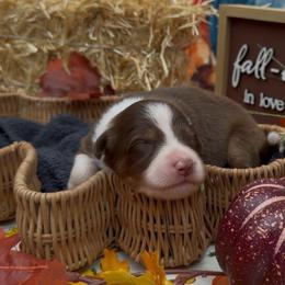 Sage - Red tri-color female Australian Shepherd puppy in Inverness, Florida from Swamp Puppy Canine Kennel