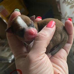 Girl 3 - Red and white female Chihuahua puppy in Murphy, North Carolina from Karolina Kennels