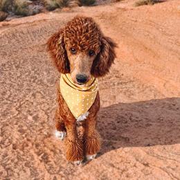 Lagertha - Poodle