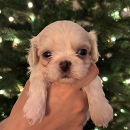 Boy 2 - Cream and white male Shih Tzu puppy in Lakeland, Florida from The Townsend Tzu