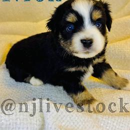 Nick - Black tri male Toy Australian Shepherd puppy in Gillette, Wyoming from Cockburn’s Toy and Mini Australian Shepherds
