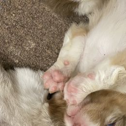 Australian Shepherd Puppies from Mullis Australian Shepherd