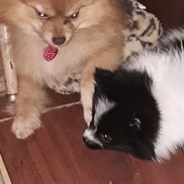 Pomeranians from Bat Cave Poms