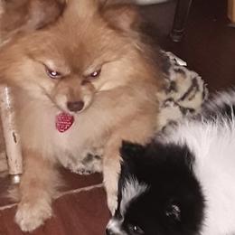 Pomeranians from Bat Cave Poms