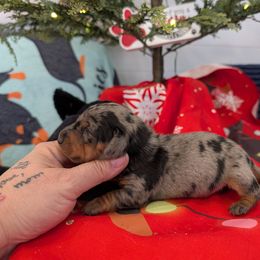 Stetson - Dapple male Dachshund puppy in Barnard, Missouri from KB Doxies