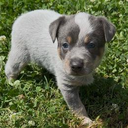 Boy 2 - Blue male Australian Cattle Dog puppy in Morton, Mississippi from Heart K Kennels
