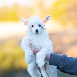 Dior - White male Chinese Crested puppy in Kentucky from Qilin Chinese Crested