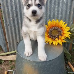 Siberian Husky Puppies from Haskins Huskies